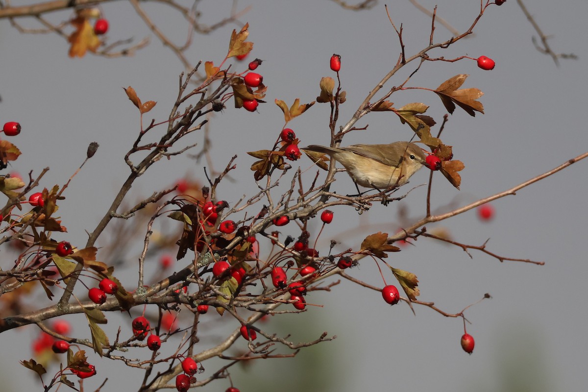 Mosquitero Montano (lorenzii) - ML642426545