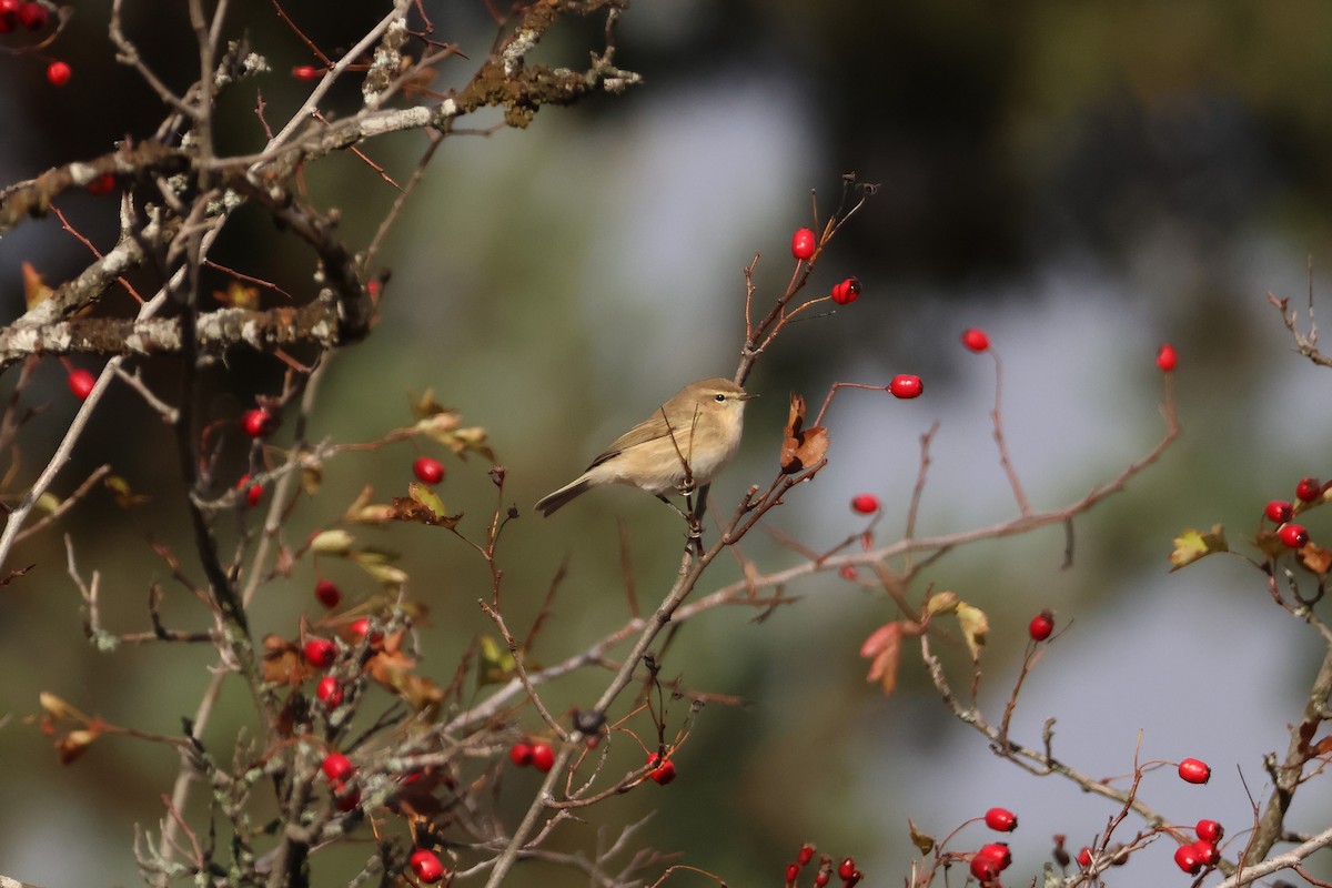 Mosquitero Montano (lorenzii) - ML642426546