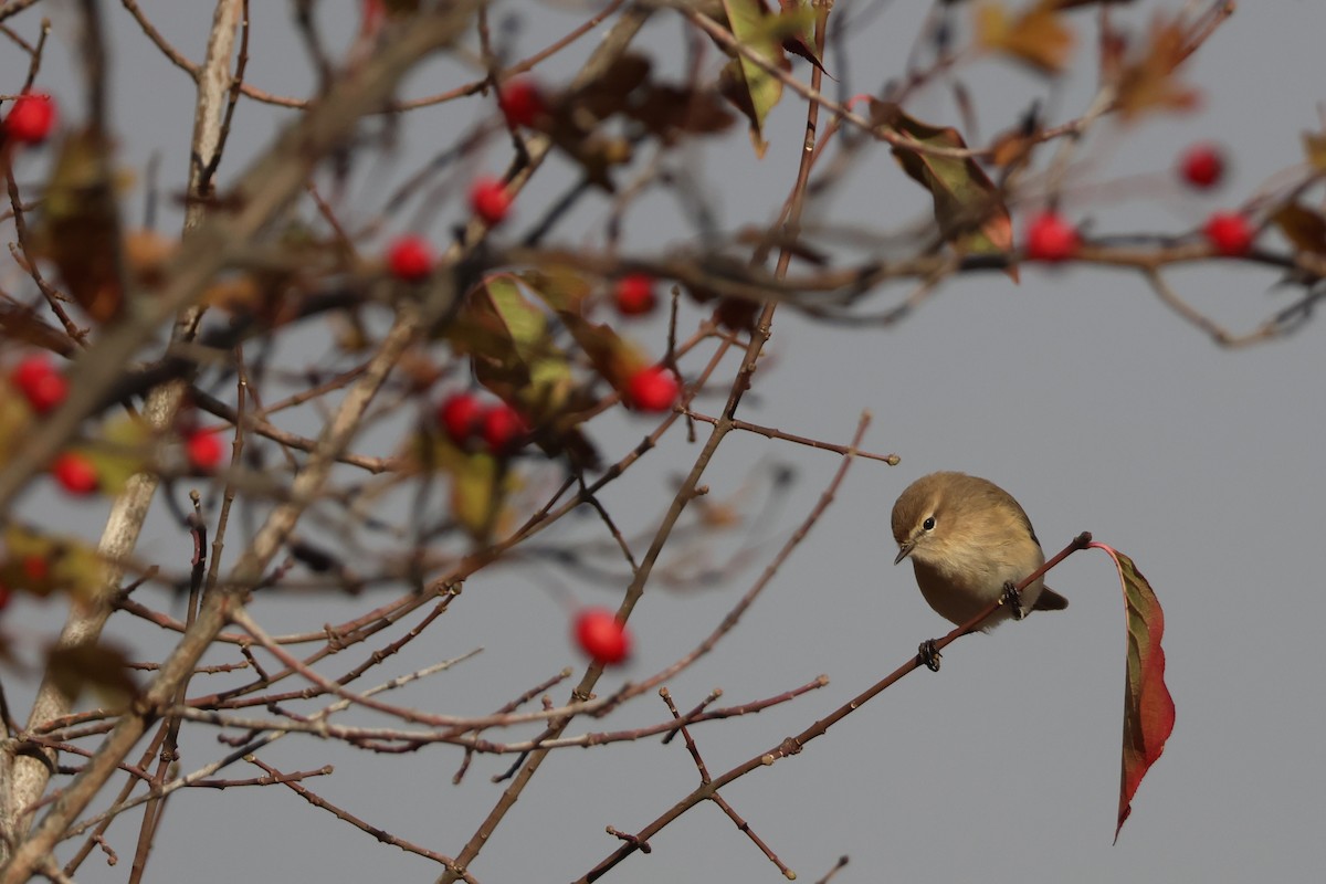 Mosquitero Montano (lorenzii) - ML642426547