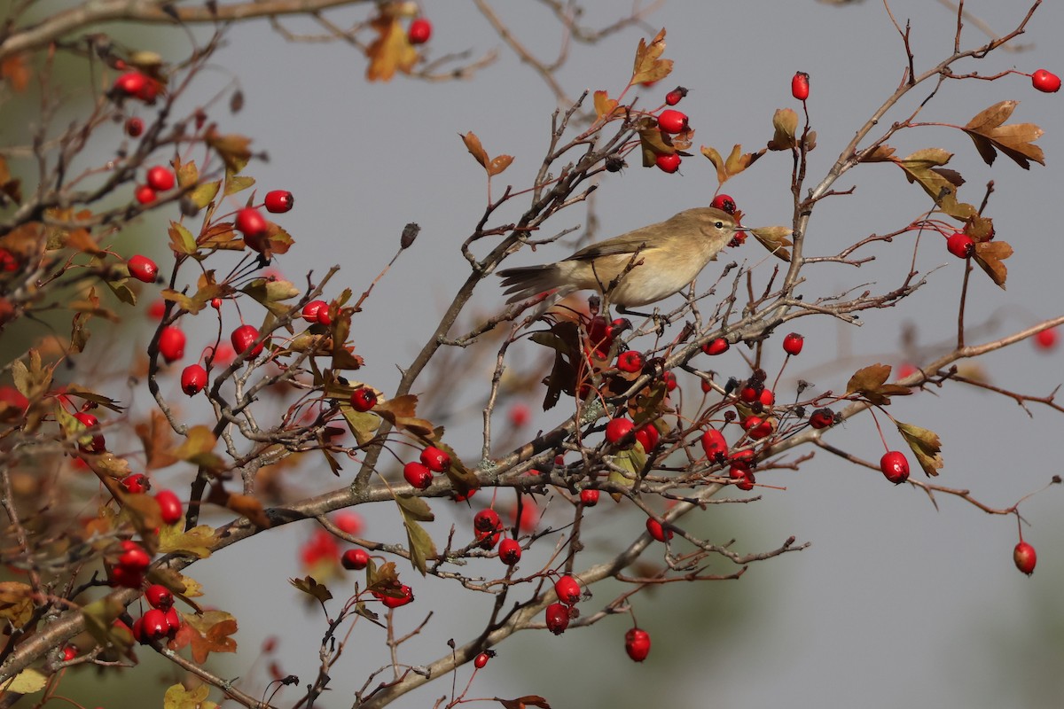 Mosquitero Montano (lorenzii) - ML642426548