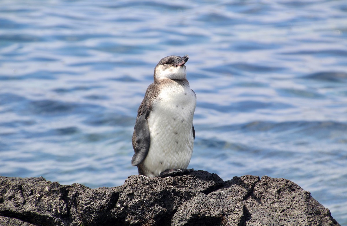 Galapagos Penguin - ML642426552