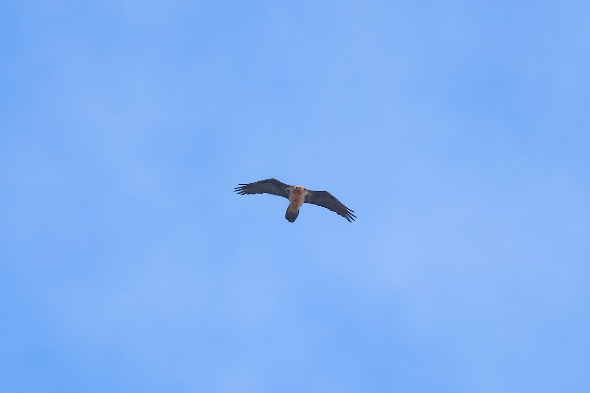 Quebrantahuesos - ML642426559