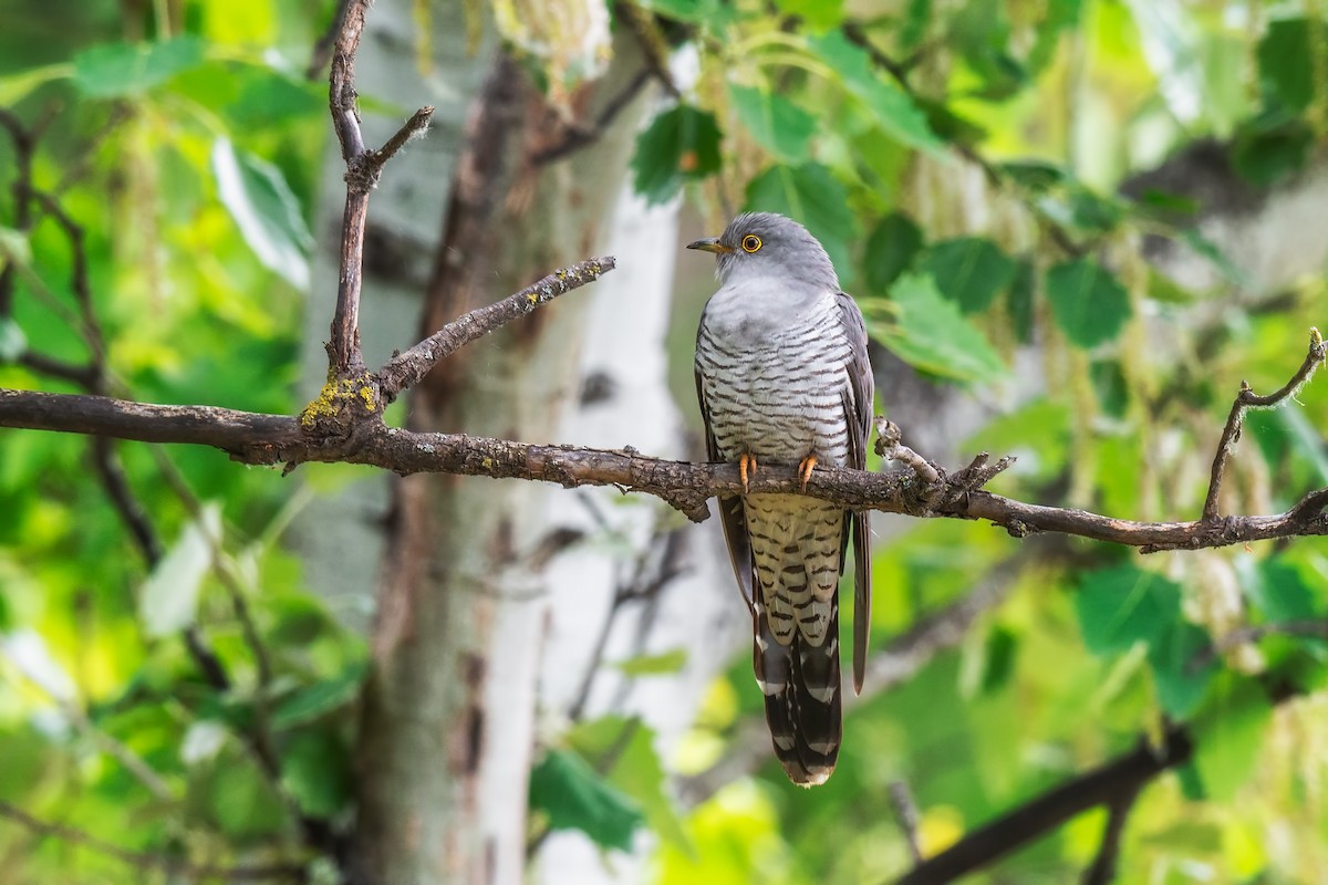 Common Cuckoo - ML642426571
