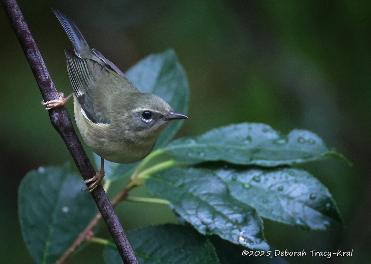 Black-throated Blue Warbler - ML642426585