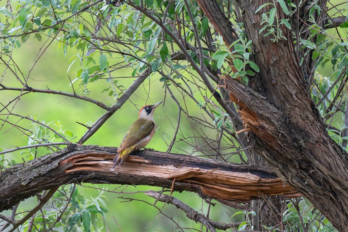 Eurasian Green Woodpecker - ML642426590