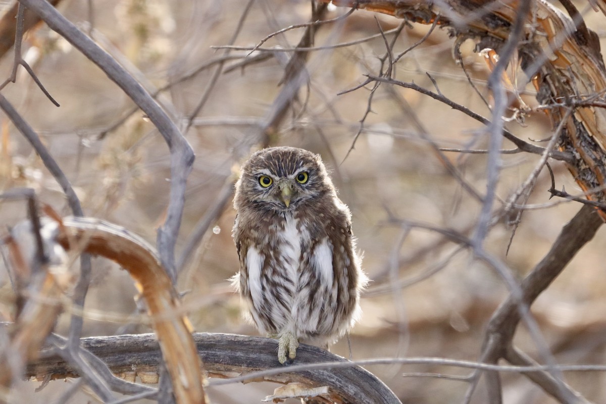 Austral Pygmy-Owl - ML642426599