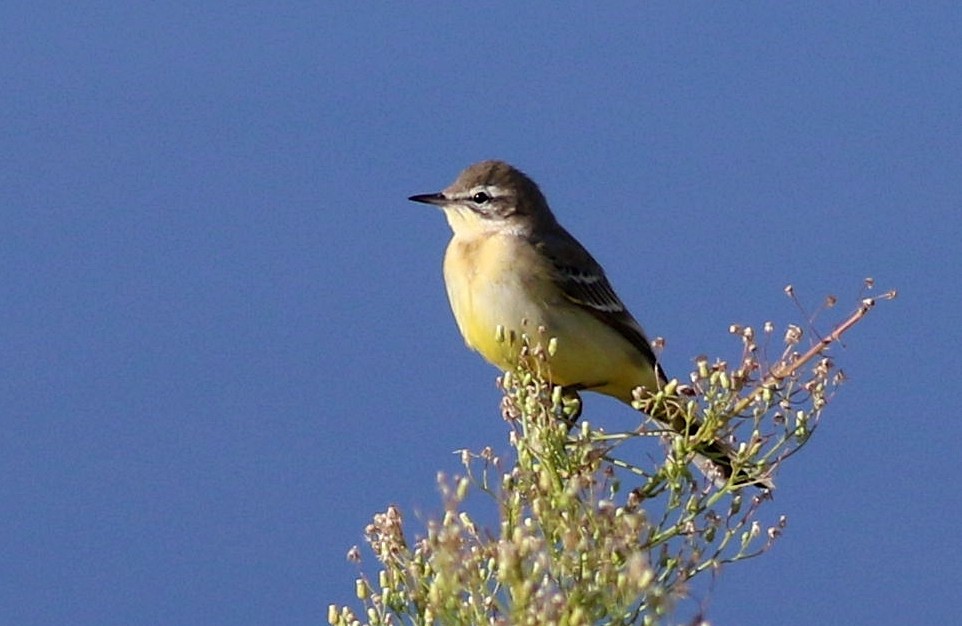 Western Yellow Wagtail - ML642426621
