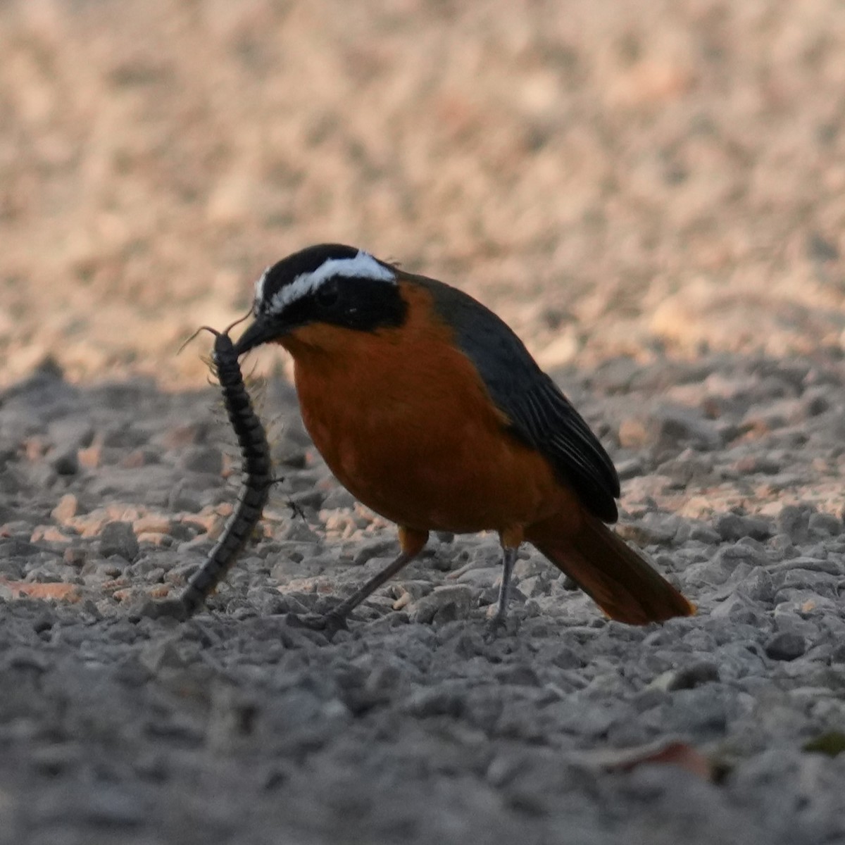 White-browed Robin-Chat - ML642426627