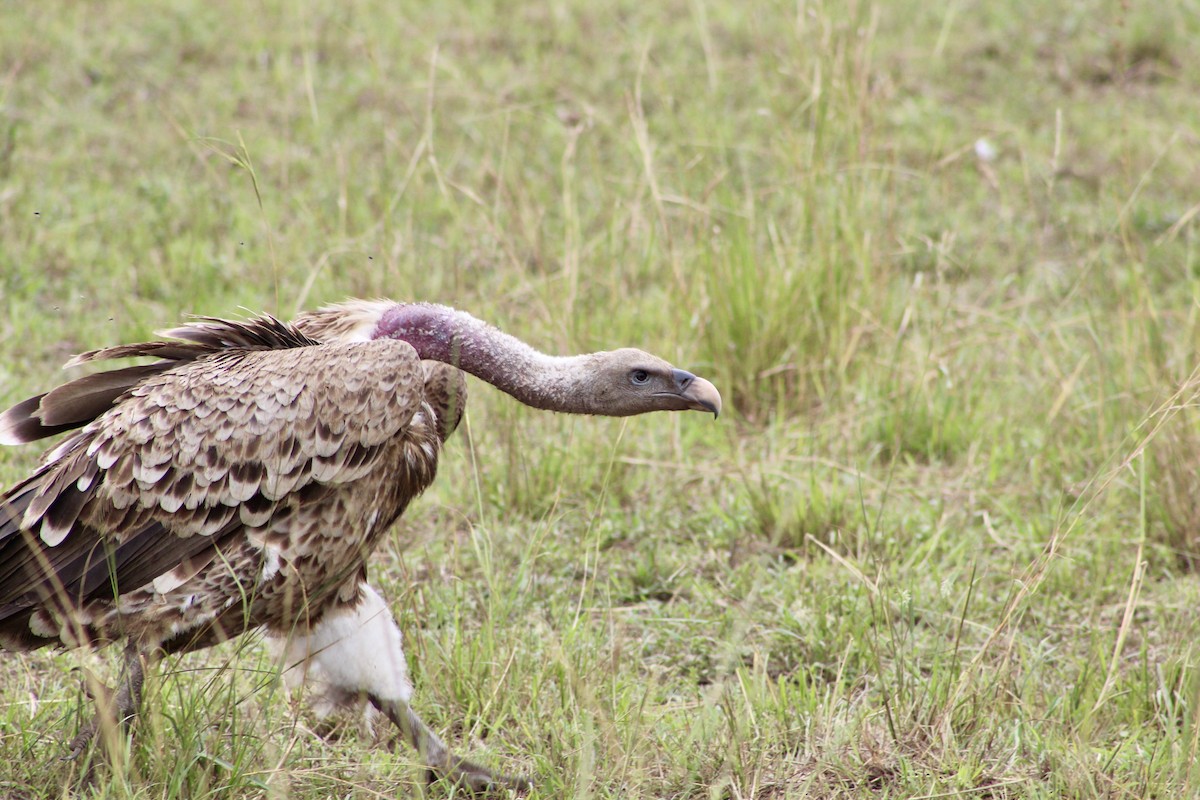 Rüppell's Griffon - ML642426628