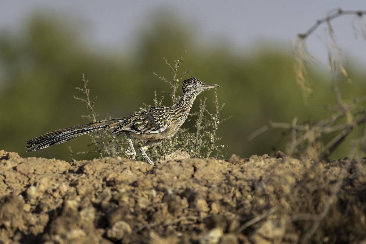 Correcaminos Grande - ML642426637