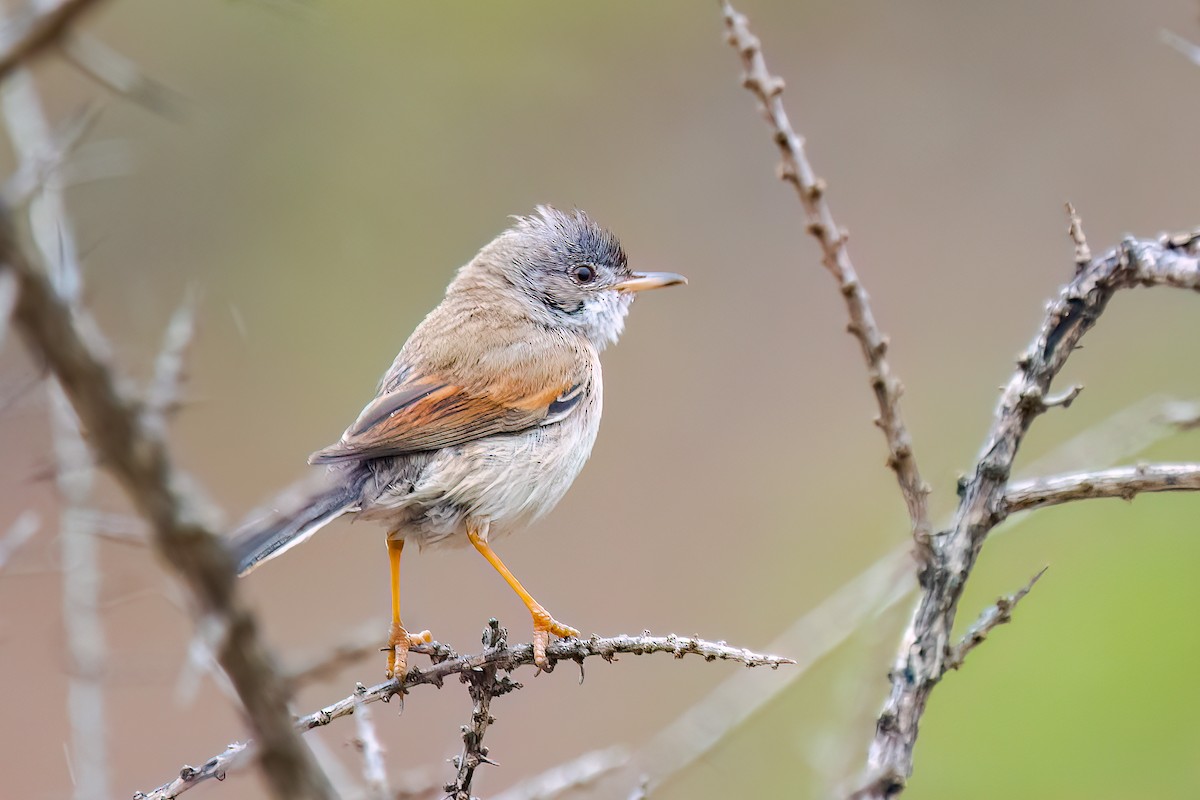 Spectacled Warbler - ML642426638