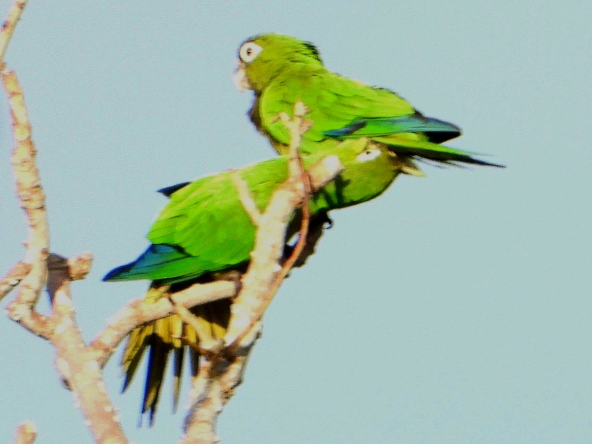ジャマイカインコ - ML642426644