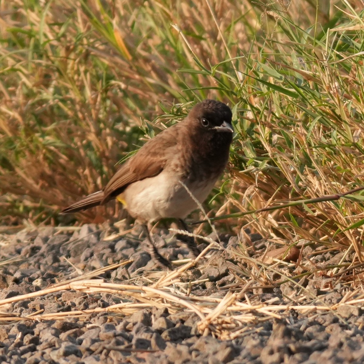 Common Bulbul - ML642426659