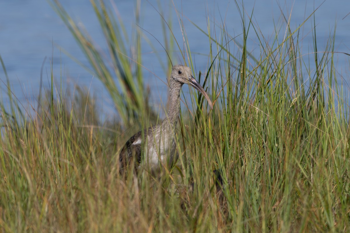 White Ibis - ML642426662