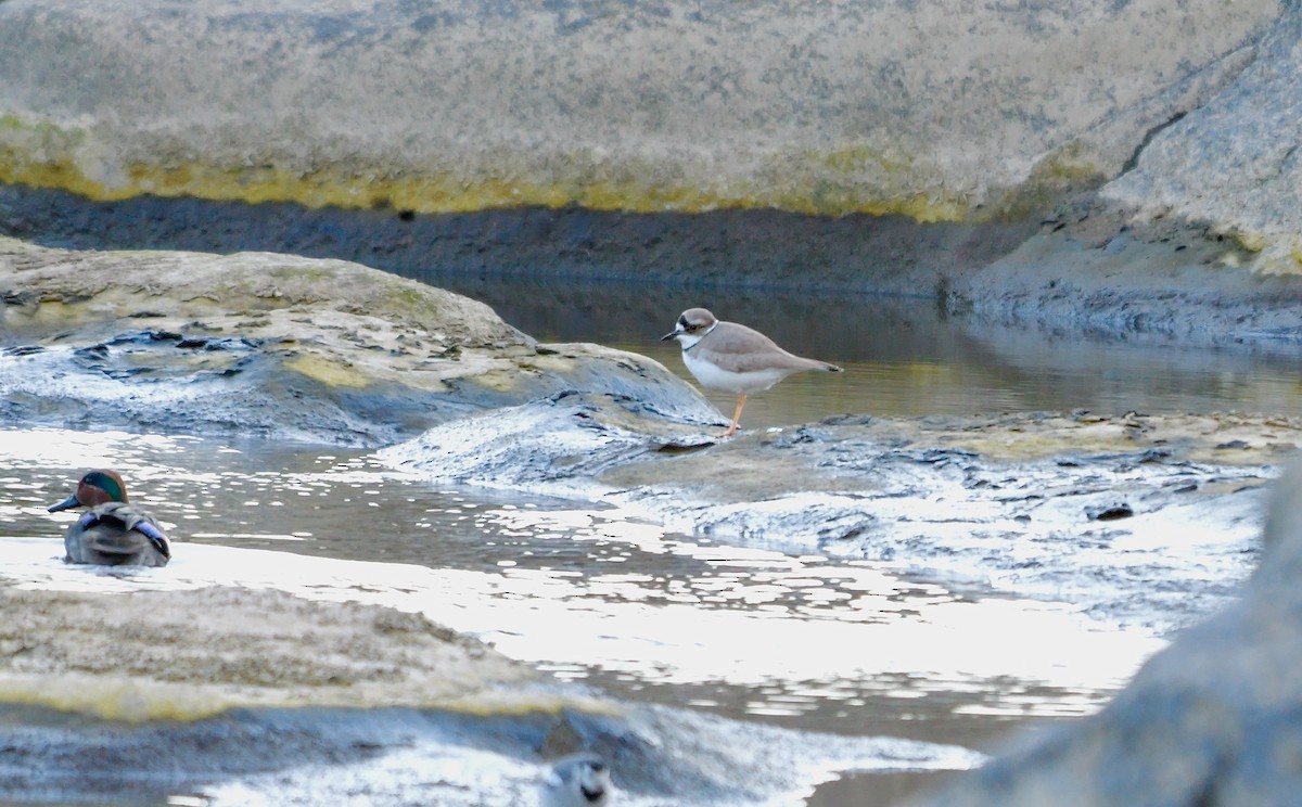 Long-billed Plover - ML642426667