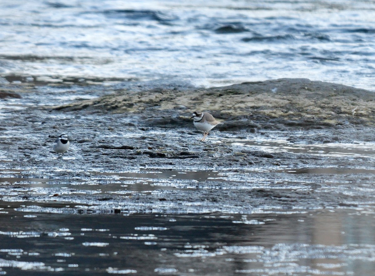 Long-billed Plover - ML642426668
