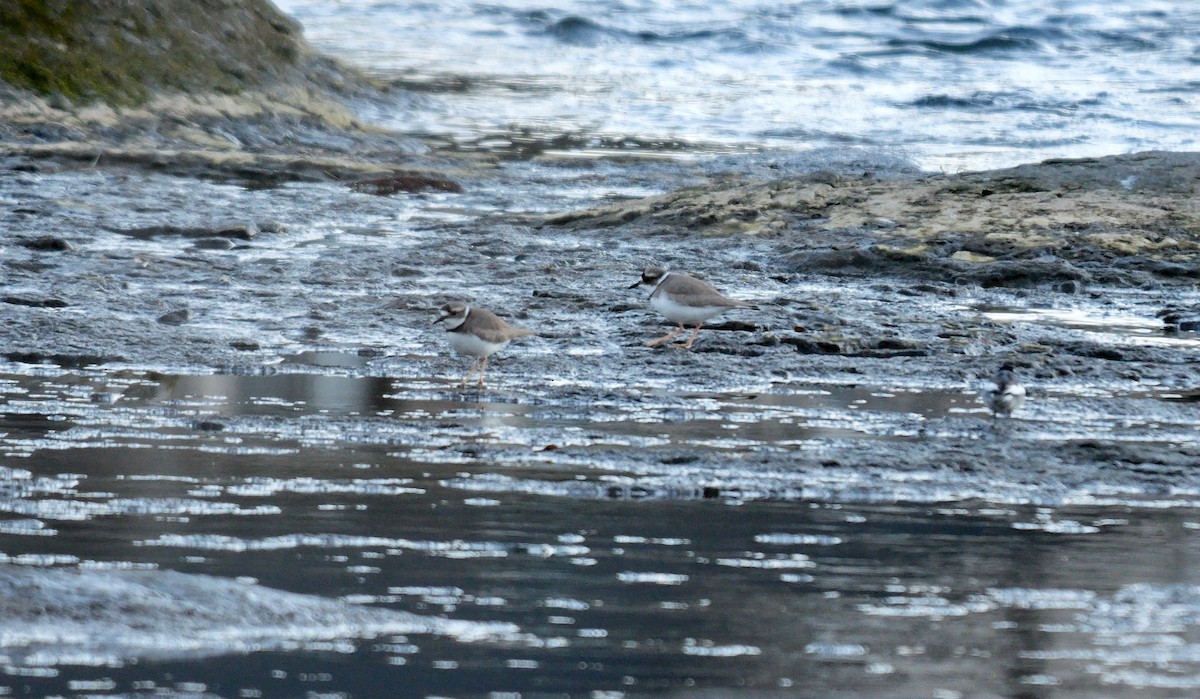 Long-billed Plover - ML642426669