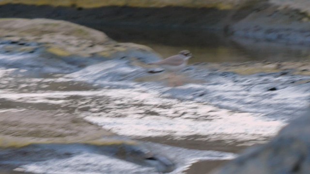 Long-billed Plover - ML642426670