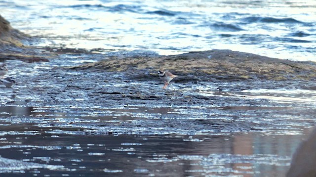 Long-billed Plover - ML642426671