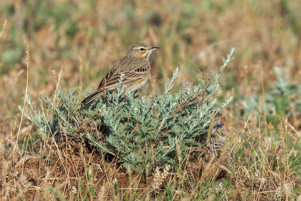 Pipit rousseline - ML642426684