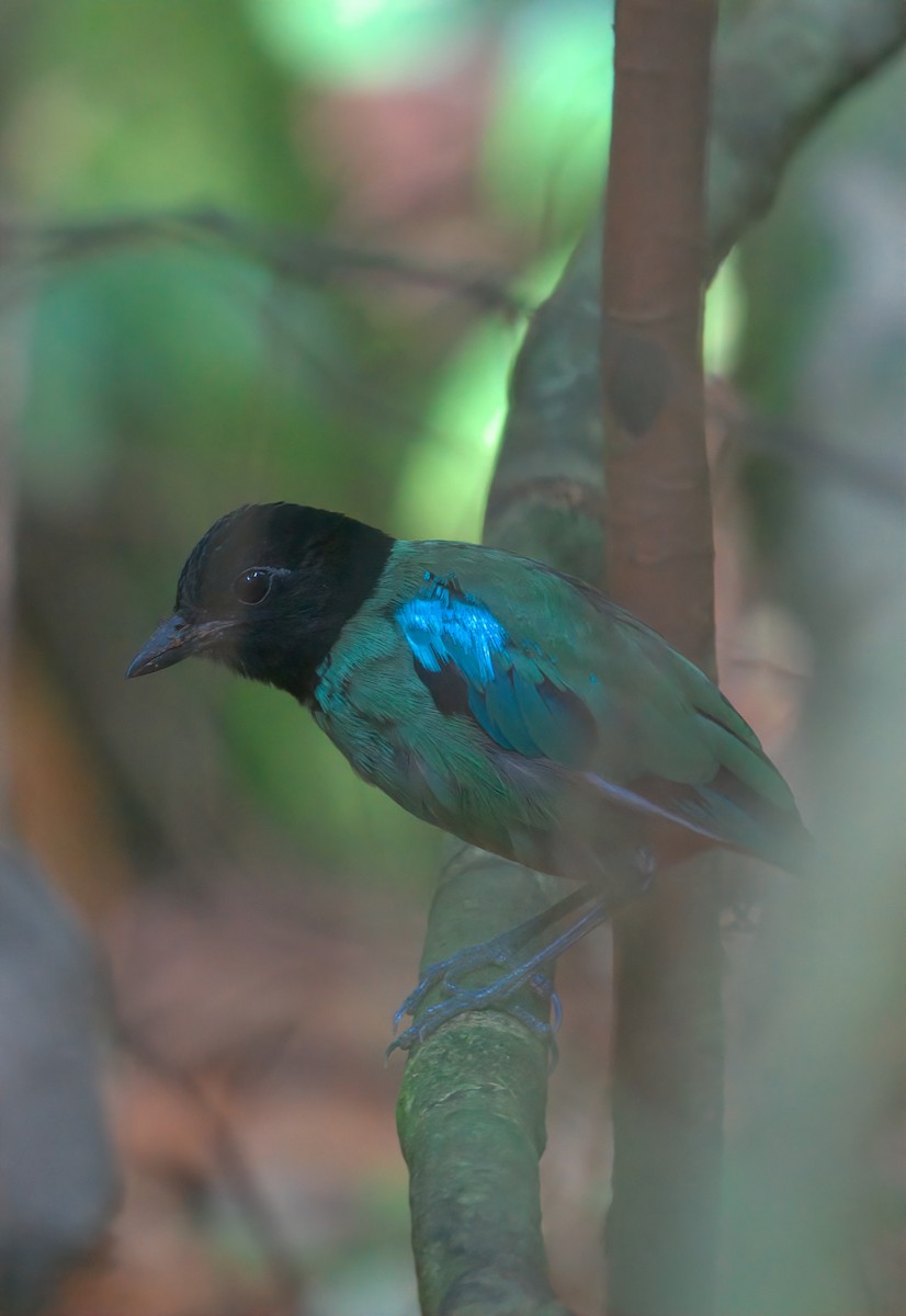 Western Hooded Pitta - ML642426686