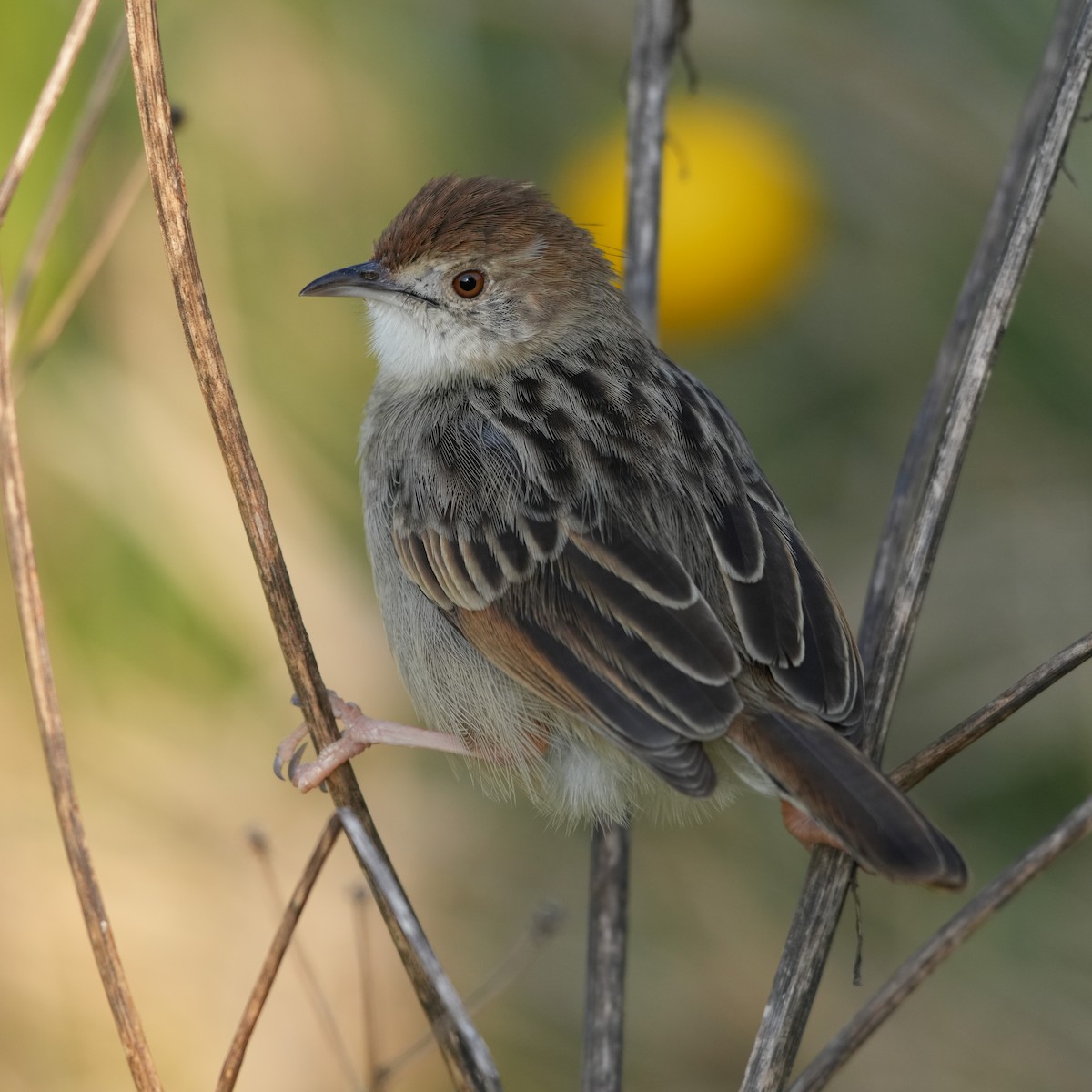 Rattling Cisticola - ML642426714
