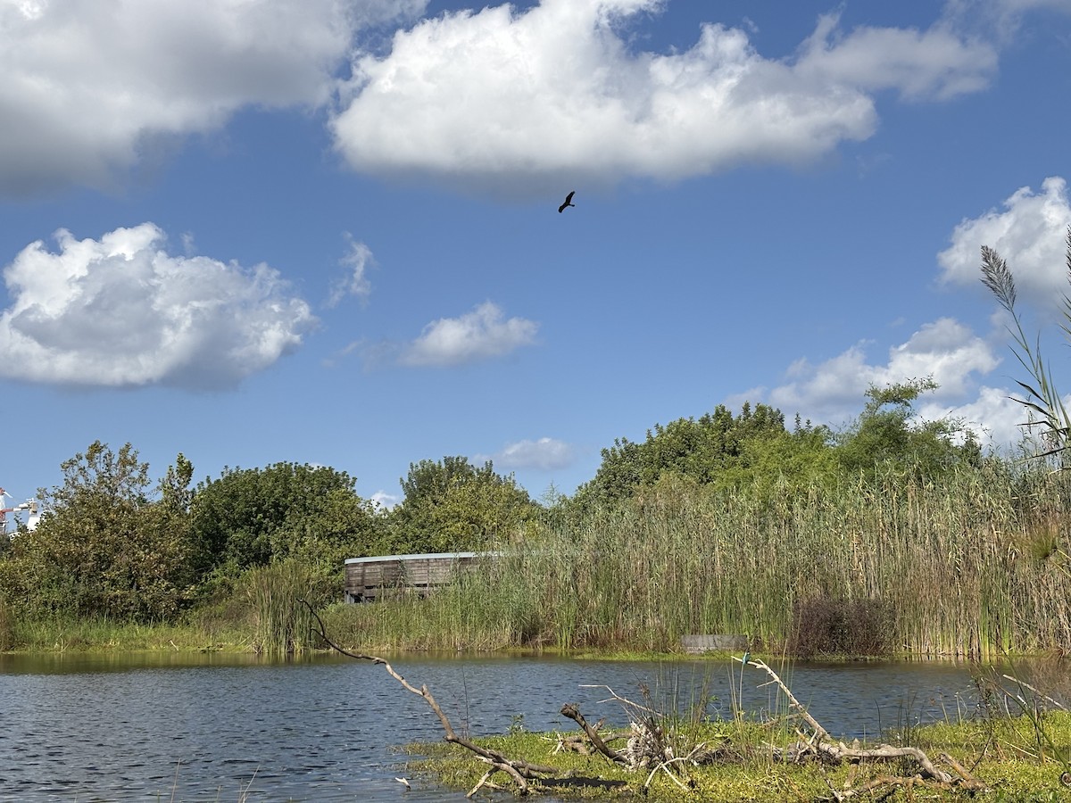 Falco di palude - ML642426753