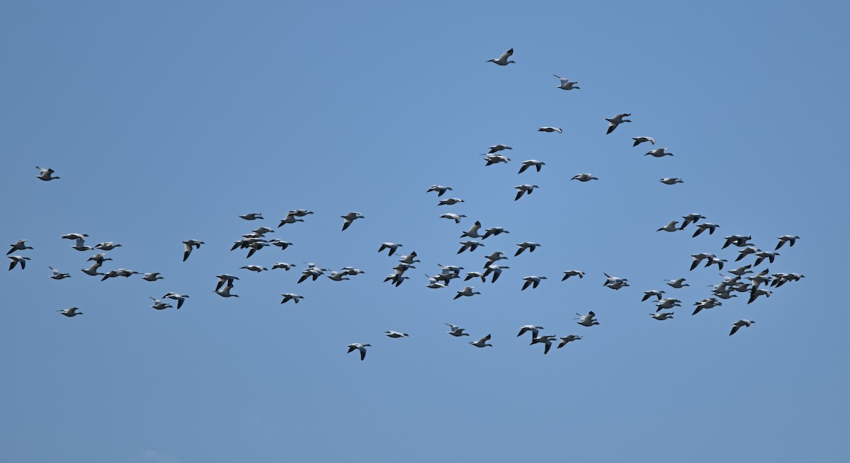 Snow Goose - ML642426759