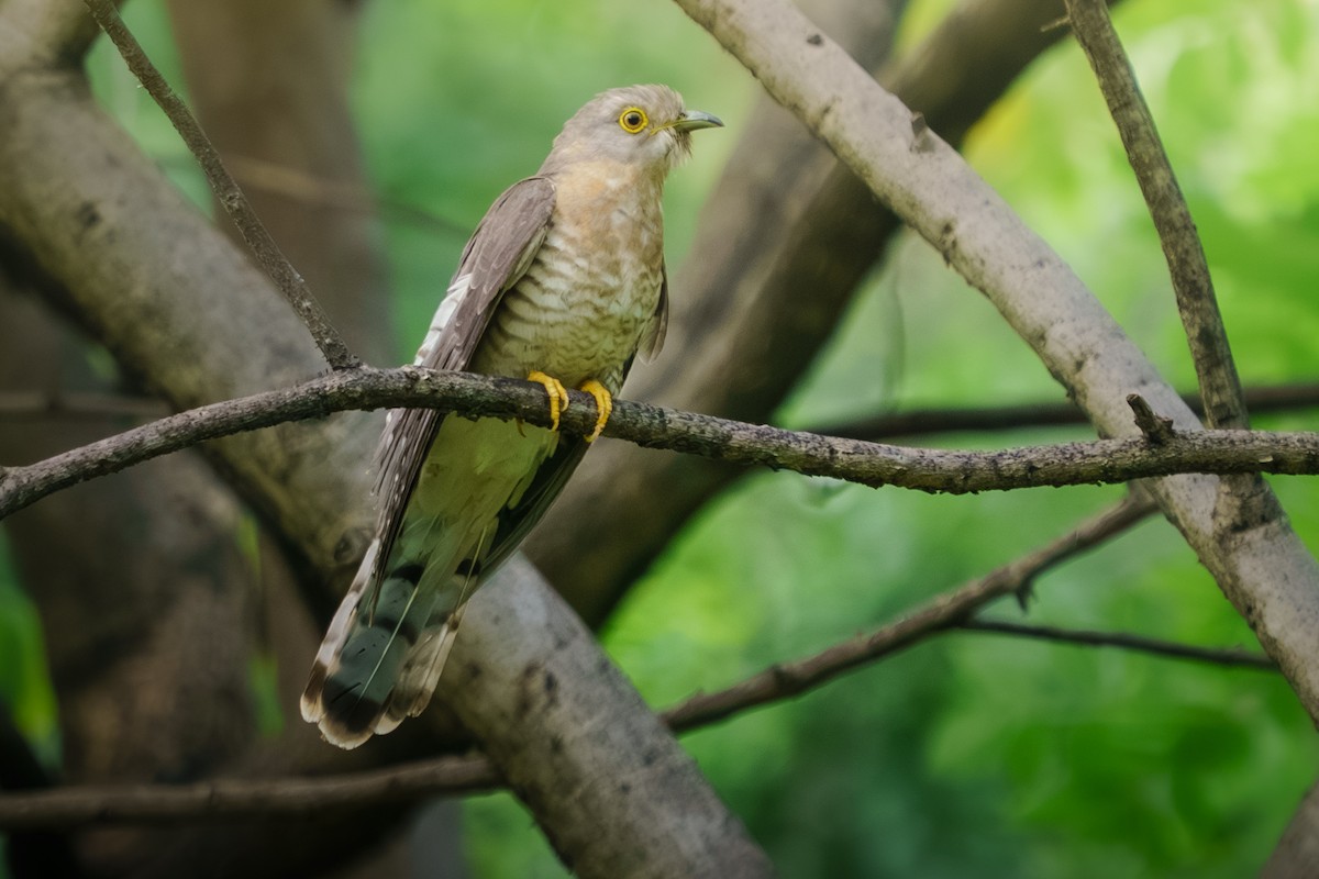 Common Hawk-Cuckoo - ML642426767