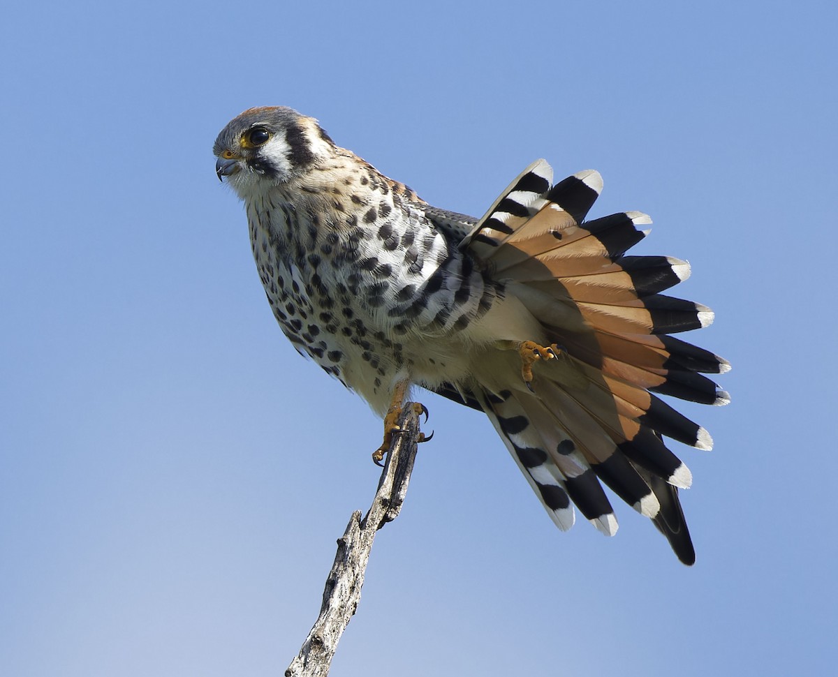 American Kestrel - ML642426768