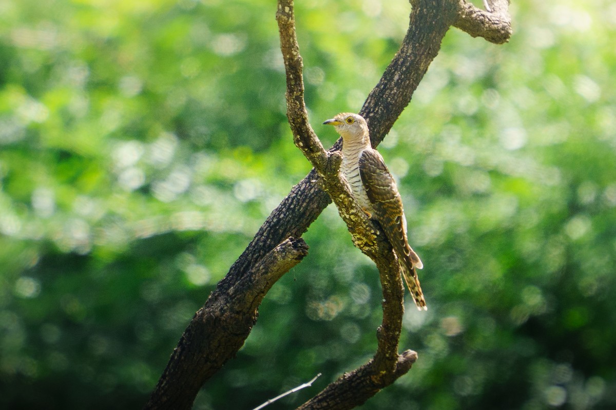 Common Cuckoo - ML642426773