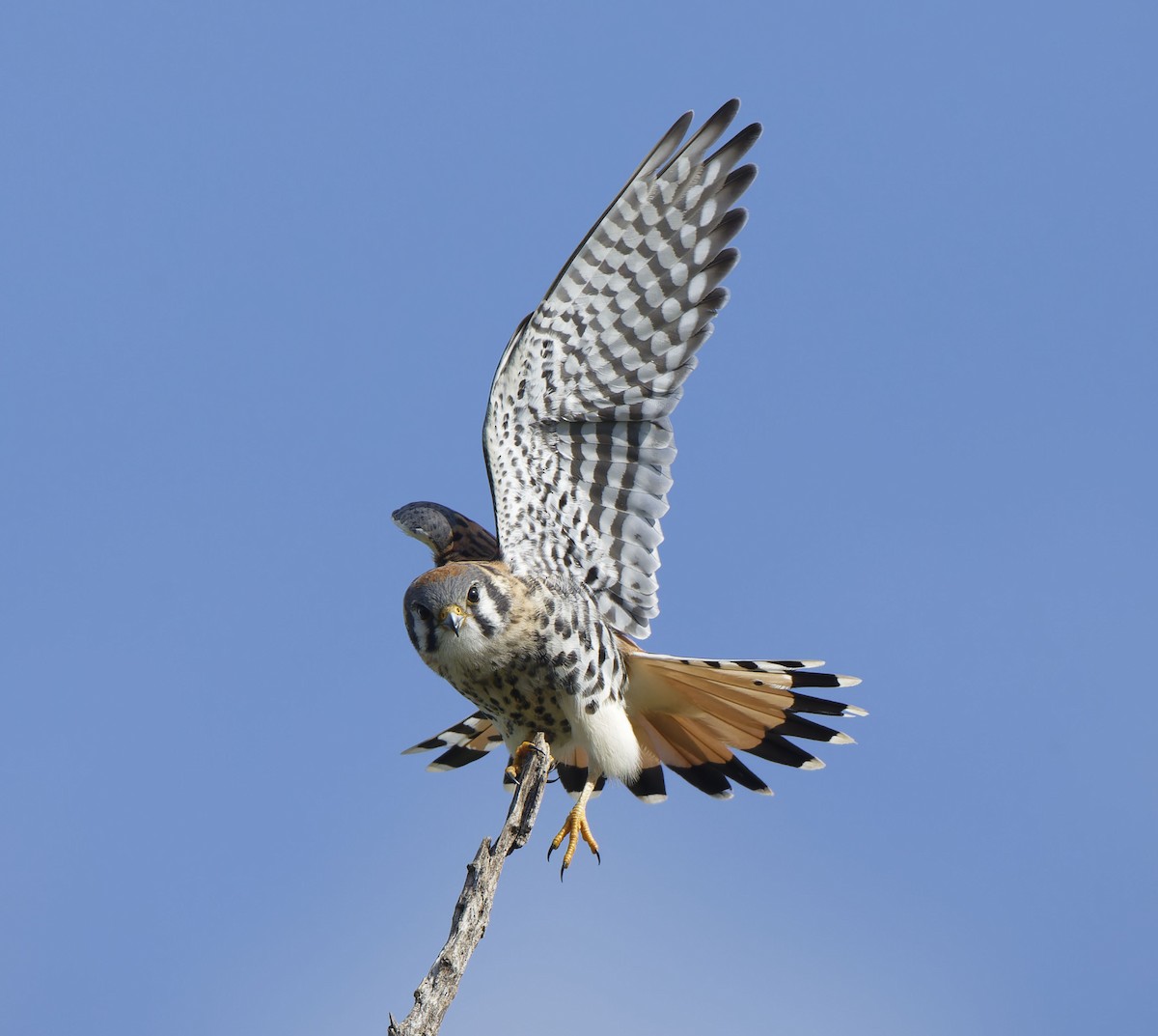 American Kestrel - ML642426779