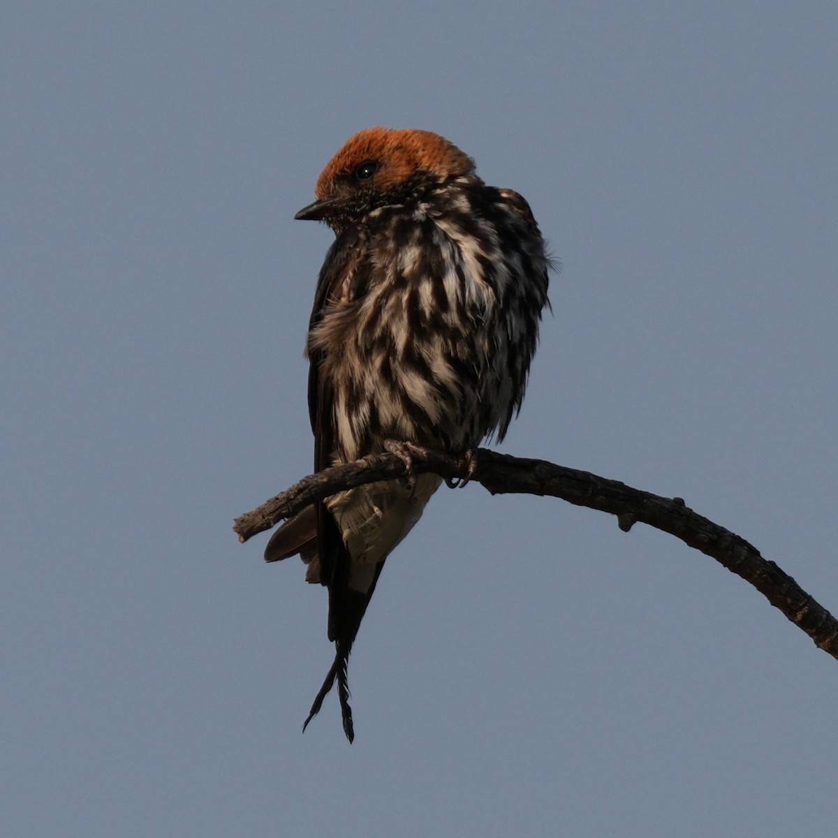 Lesser Striped Swallow - ML642426782