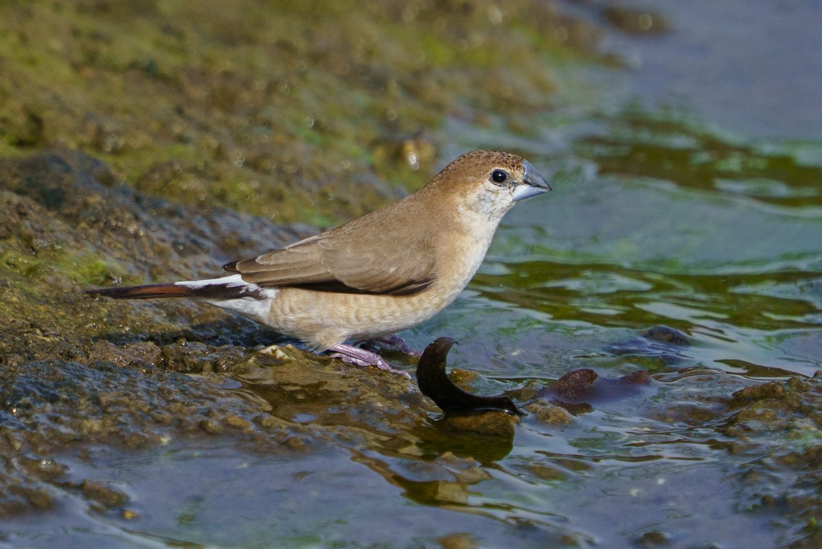 stříbrozobka indická - ML642426794