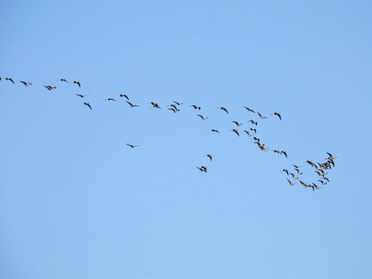 Pink-footed Goose - ML642426799