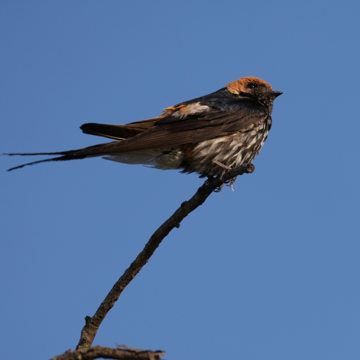 Lesser Striped Swallow - ML642426802