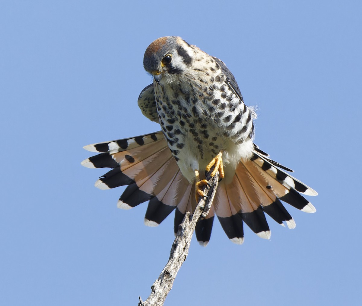 American Kestrel - ML642426803