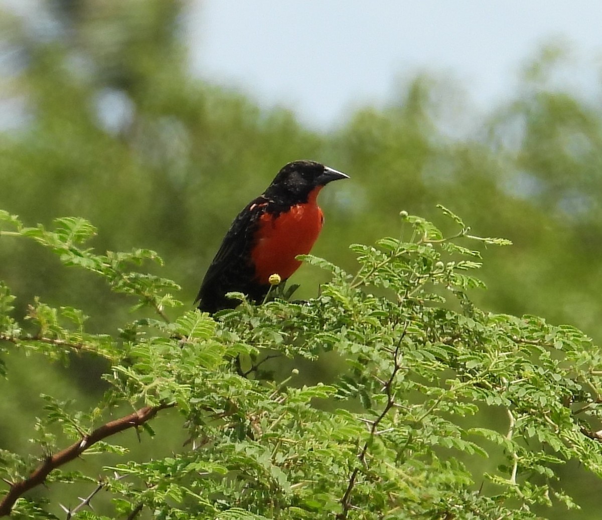 Red-breasted Meadowlark - ML642426805