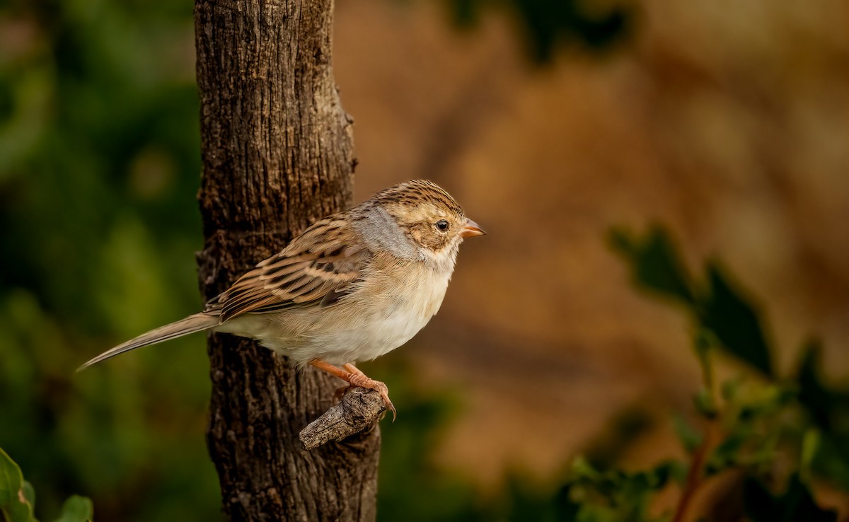 Clay-colored Sparrow - ML642426806