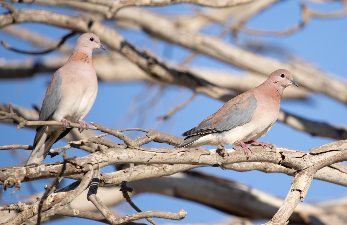 Laughing Dove - ML642426828