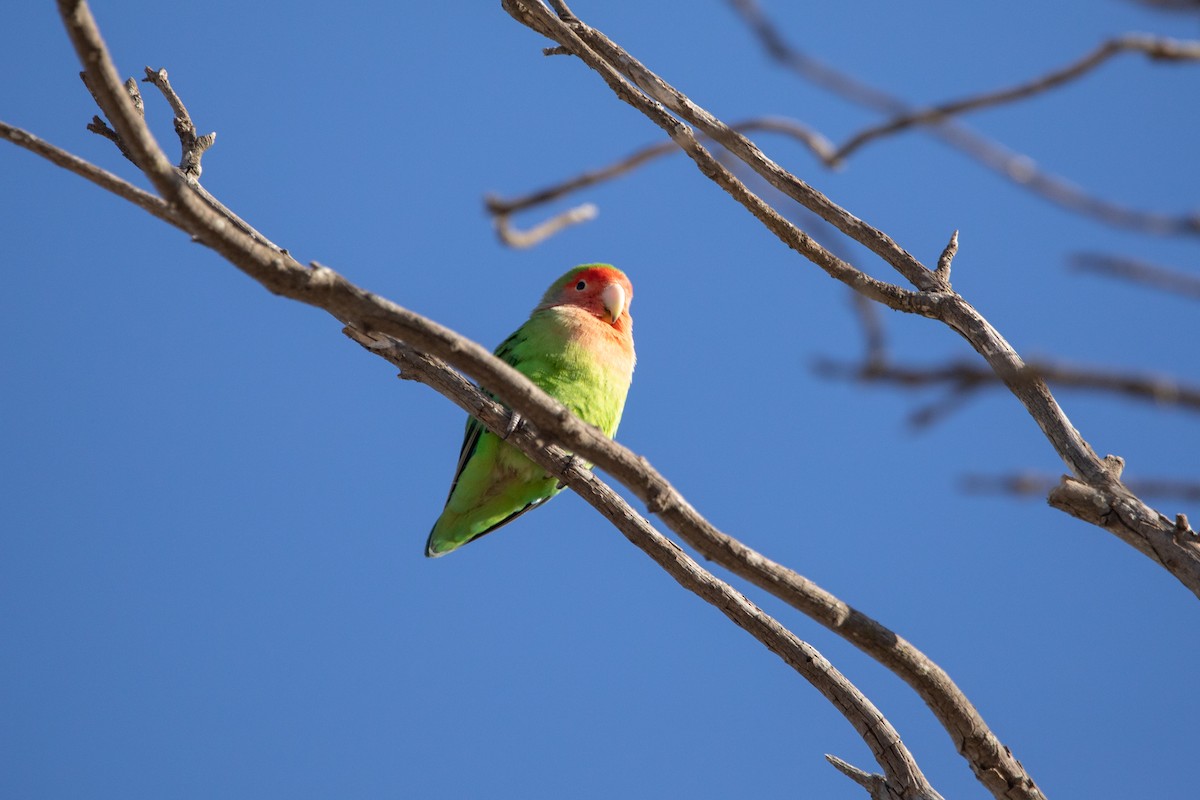 Rosy-faced Lovebird - ML642426832