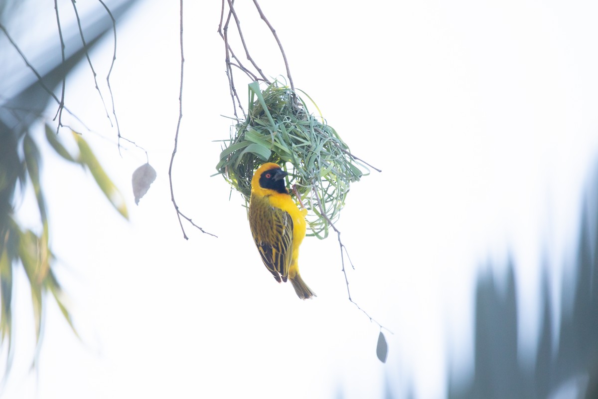 Southern Masked-Weaver - ML642426836