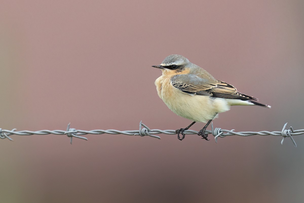 bělořit šedý - ML642426838