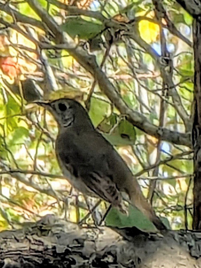Gray-cheeked Thrush - ML642426841