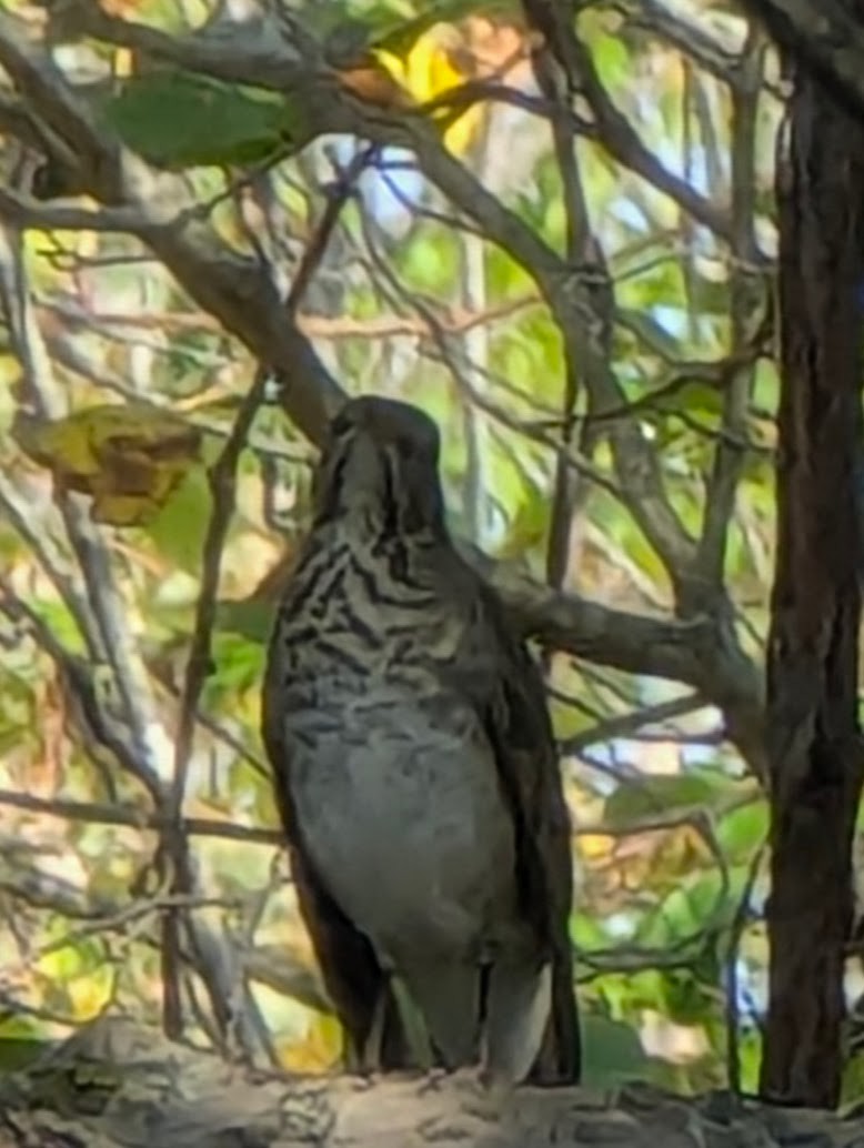 Gray-cheeked Thrush - ML642426842