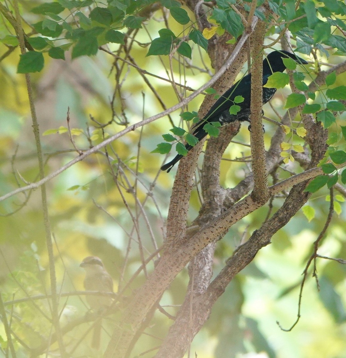 Crow-billed Drongo - ML642426851