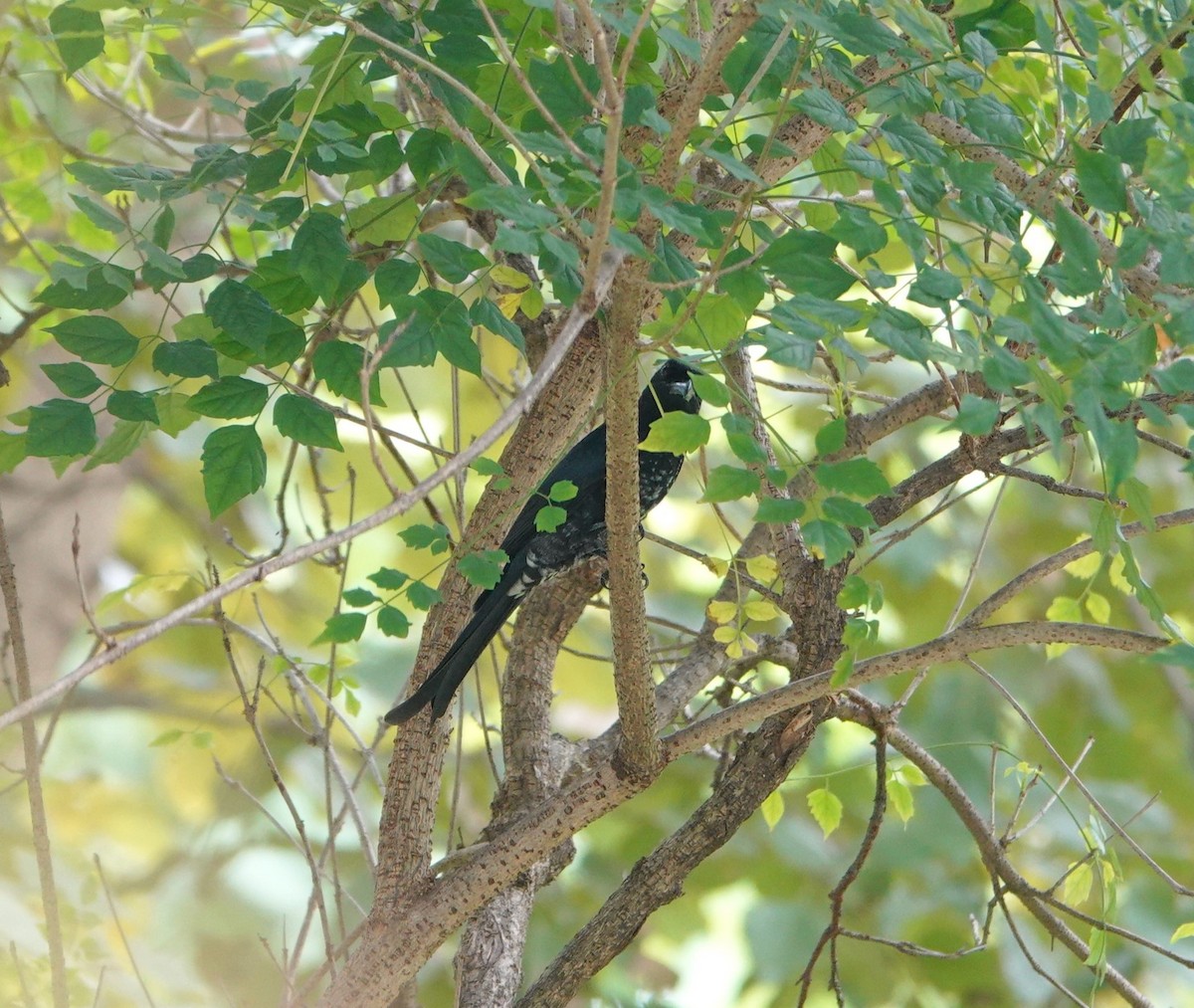 Crow-billed Drongo - ML642426852