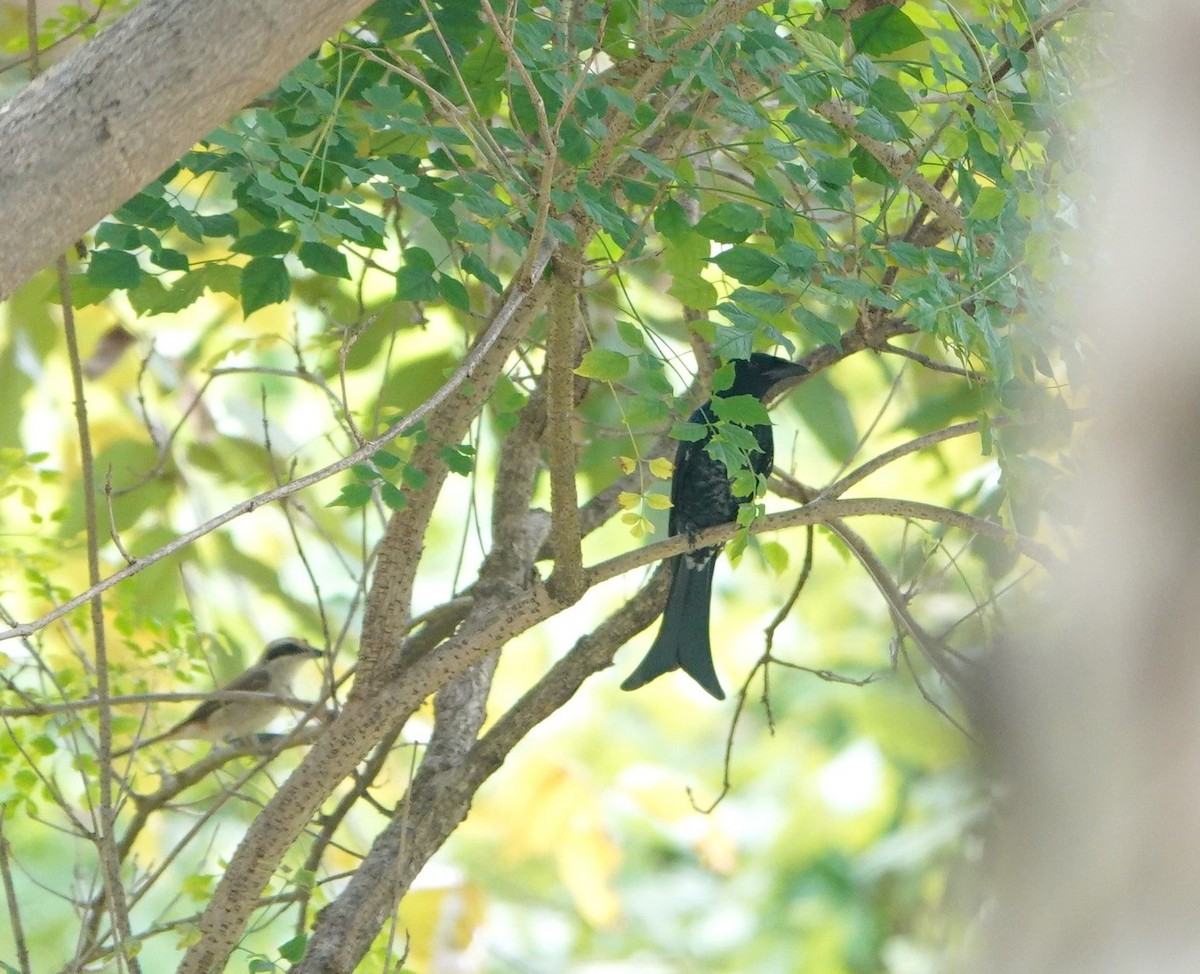 Crow-billed Drongo - ML642426853