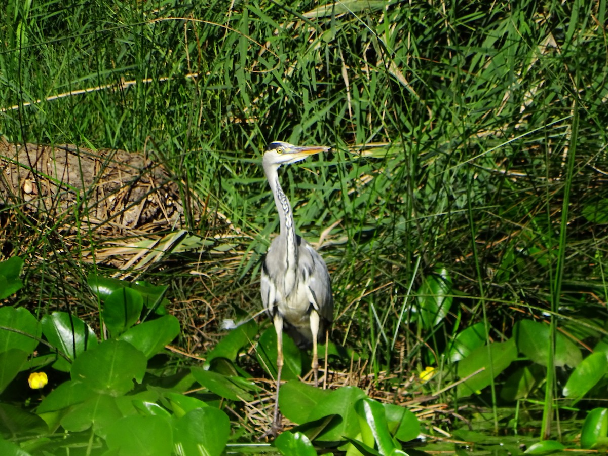 Gray Heron - ML642426857