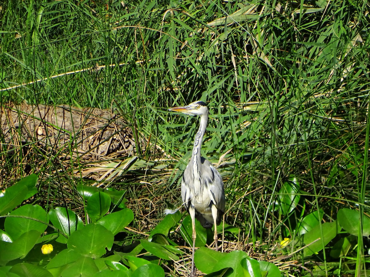Gray Heron - ML642426858